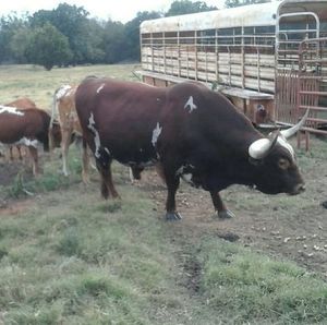 Meet your Posher, Frank